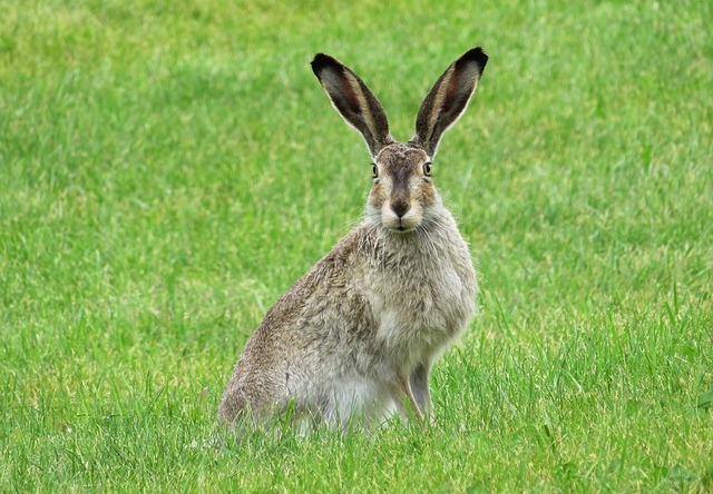 Listening - Hare picture by Erika Wittlieb